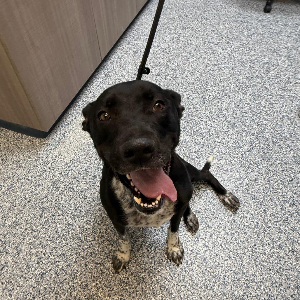 Enlarge Smokey, a Adoptable Mixed Breed in Great Falls, MT image 4/6