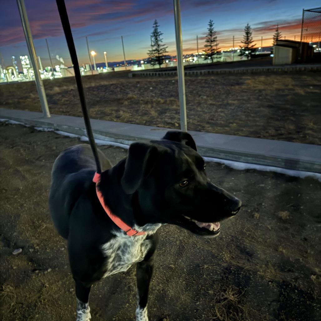 Enlarge Smokey, a Adoptable Mixed Breed in Great Falls, MT image 5/6