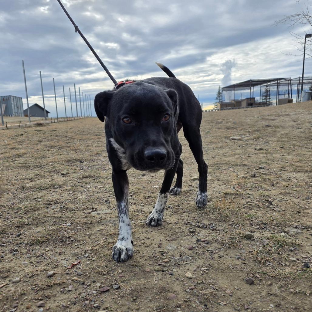 Enlarge Smokey, a Adoptable Mixed Breed in Great Falls, MT image 6/6