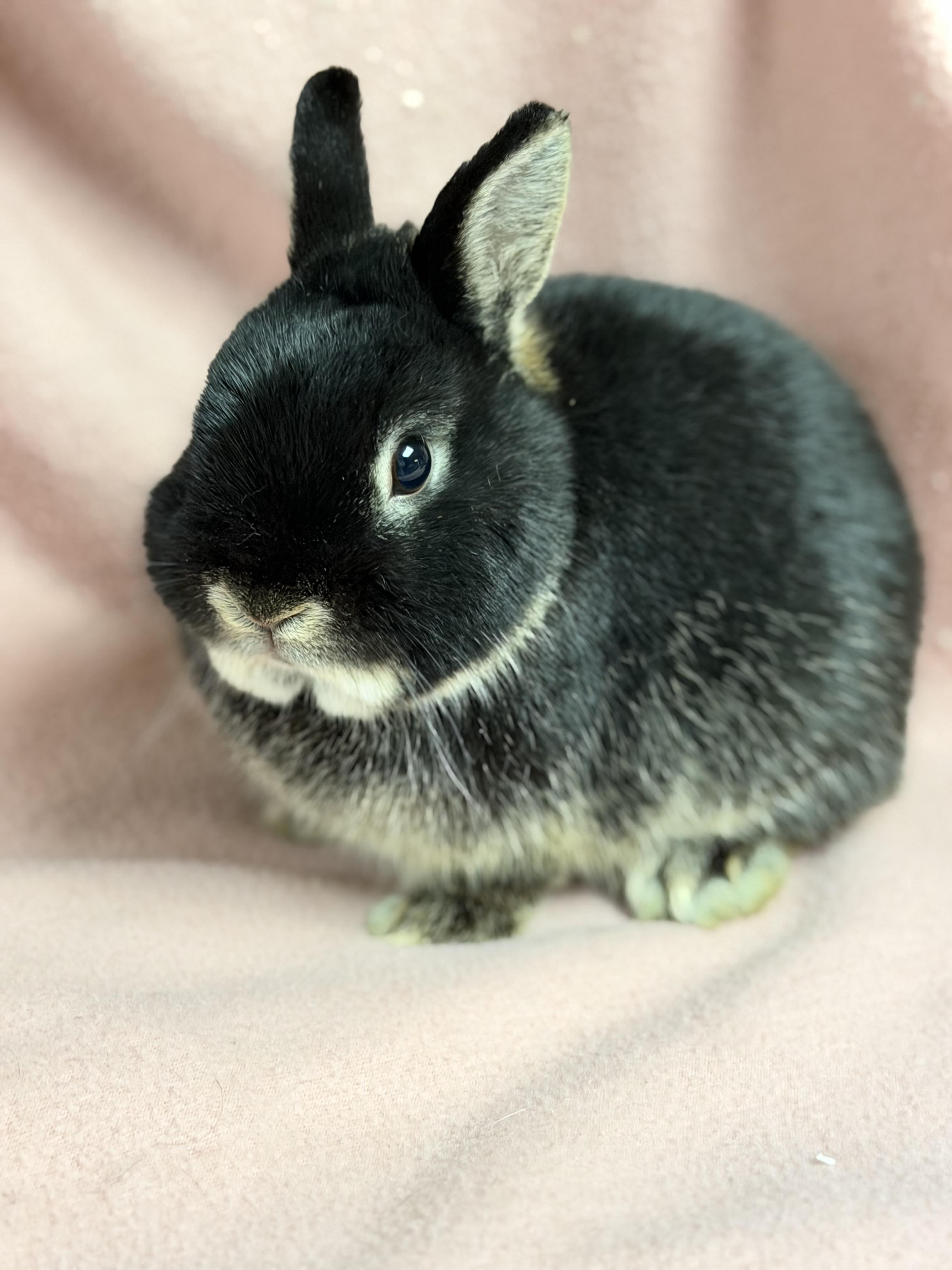 Enlarge Beans: video!!, an adopted Netherland Dwarf in Edinburg, PA image 5/6