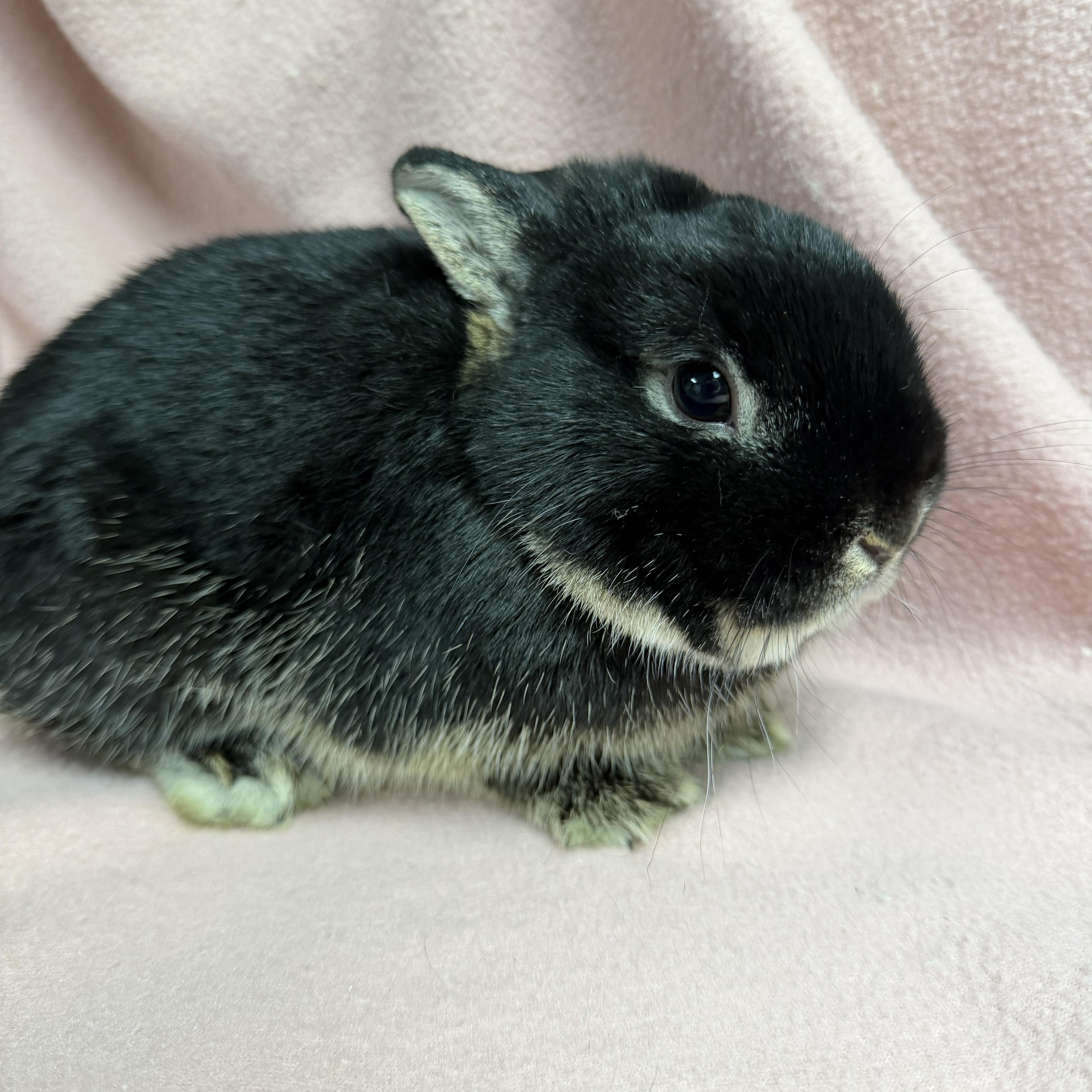 Enlarge Beans: video!!, an adopted Netherland Dwarf in Edinburg, PA image 2/6