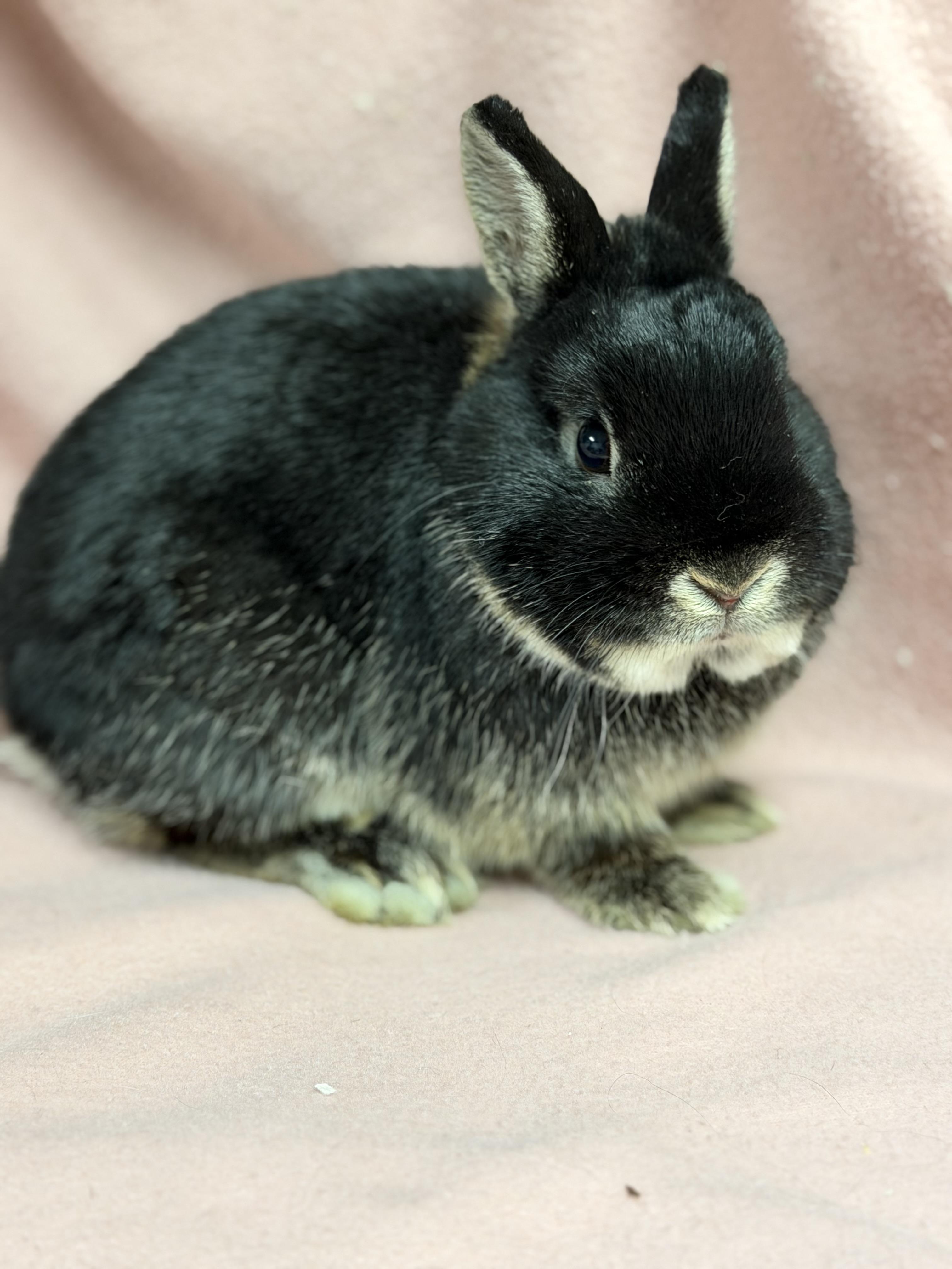 Enlarge Beans: video!!, an adopted Netherland Dwarf in Edinburg, PA image 6/6