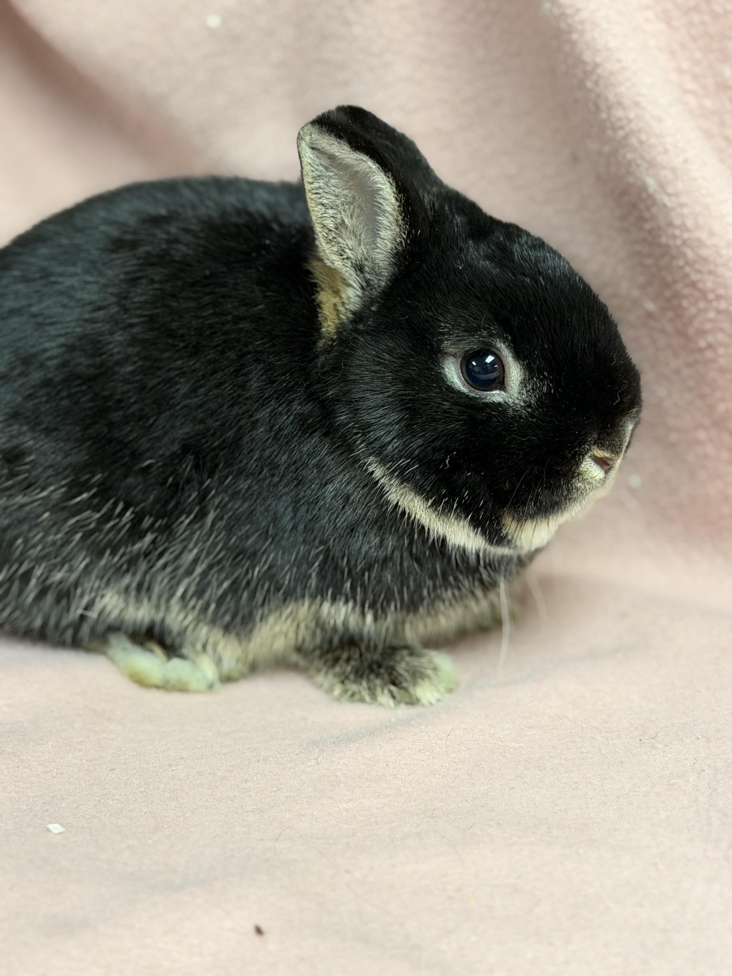 Enlarge Beans: video!!, an adopted Netherland Dwarf in Edinburg, PA image 4/6