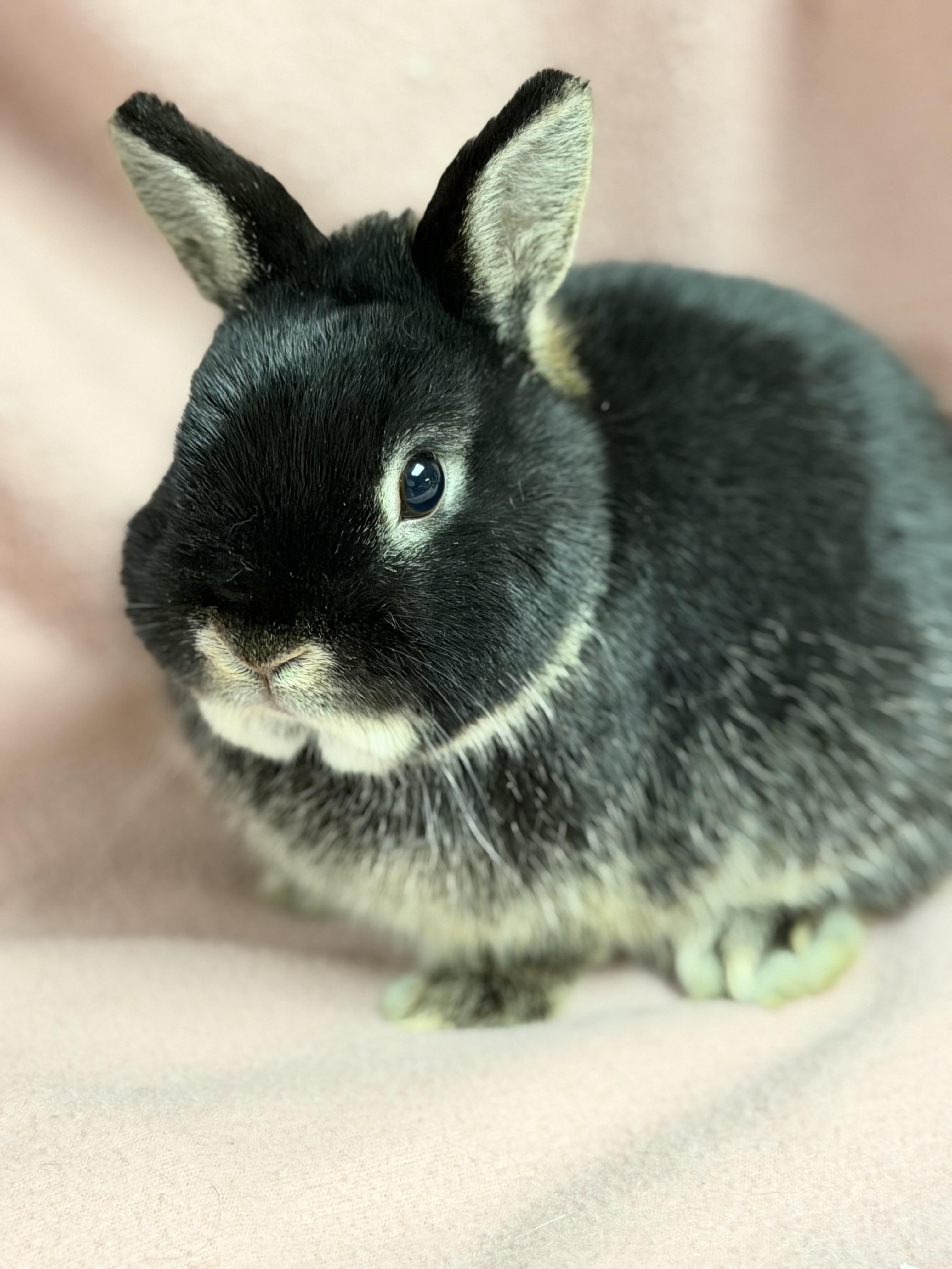 Enlarge Beans: video!!, an adopted Netherland Dwarf in Edinburg, PA image 1/6