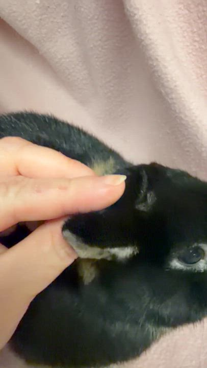 Enlarge Beans: video!!, an adopted Netherland Dwarf in Edinburg, PA video 3/6