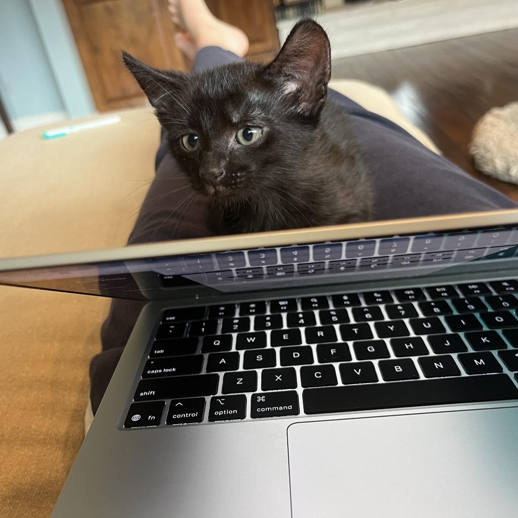 Jak, Adoptable, Kitten Male Domestic Short Hair.