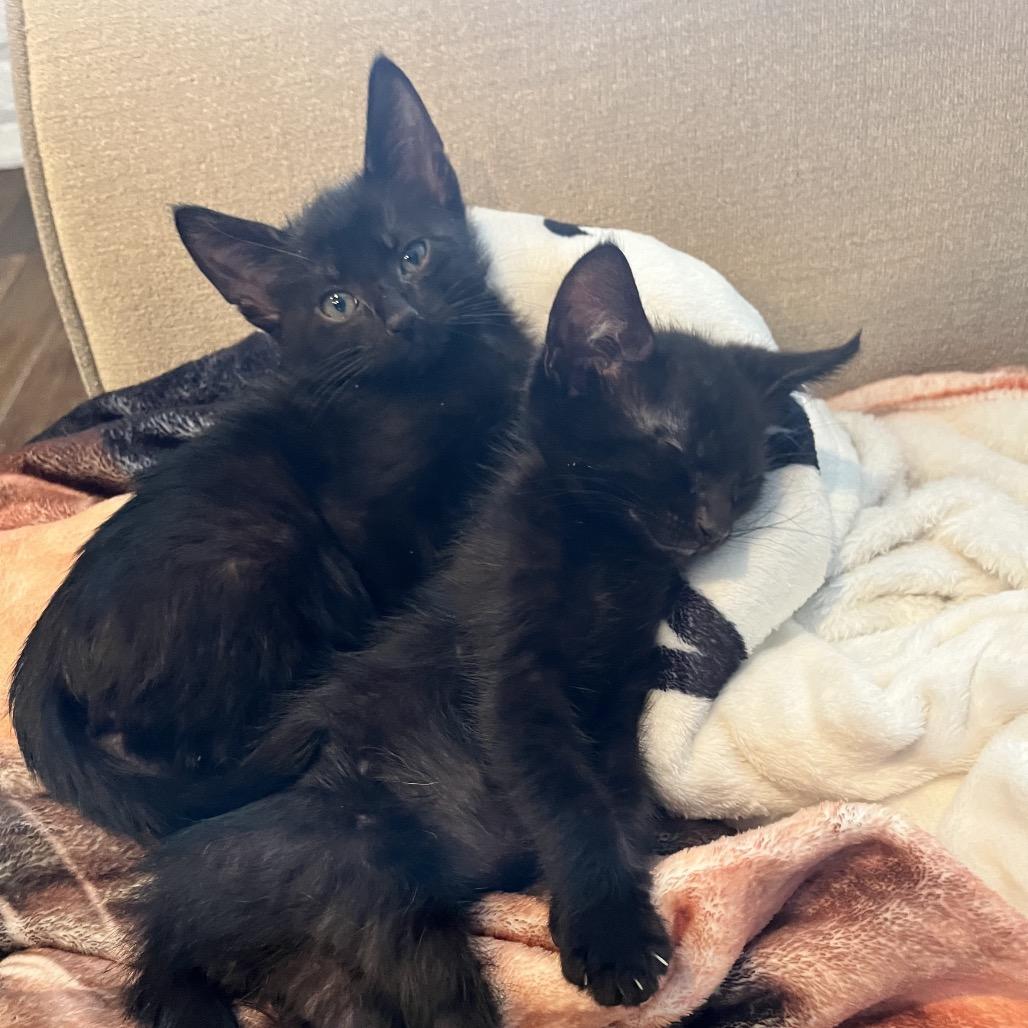 Enlarge Jak, a Adoptable Domestic Short Hair in Escondido, CA image 2/6