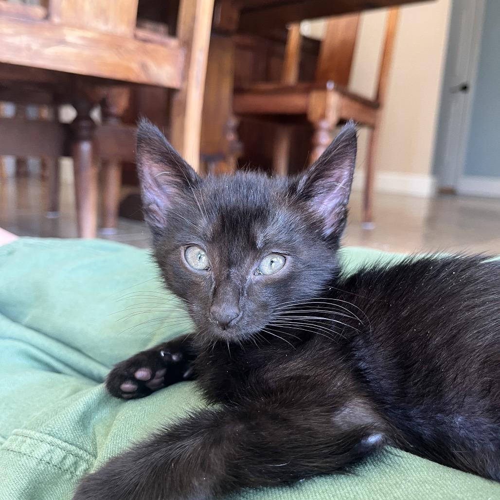 Enlarge Jak, a Adoptable Domestic Short Hair in Escondido, CA image 3/6