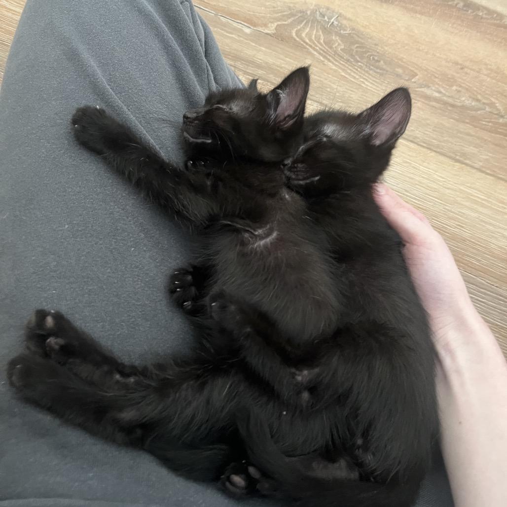 Enlarge Jak, a Adoptable Domestic Short Hair in Escondido, CA image 4/6