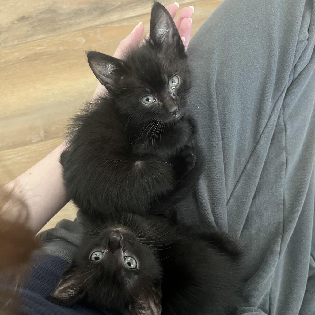 Enlarge Jak, a Adoptable Domestic Short Hair in Escondido, CA image 5/6