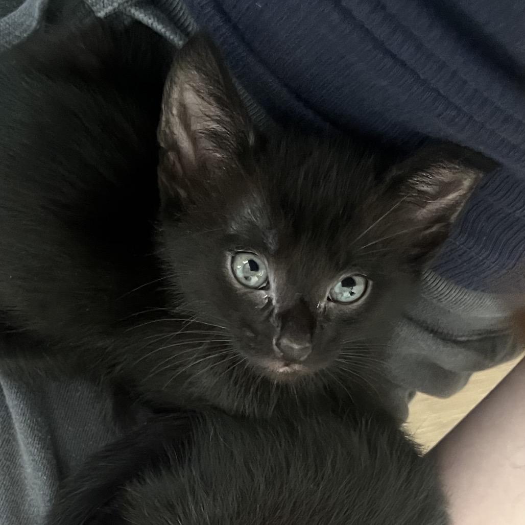 Enlarge Jak, a Adoptable Domestic Short Hair in Escondido, CA image 6/6