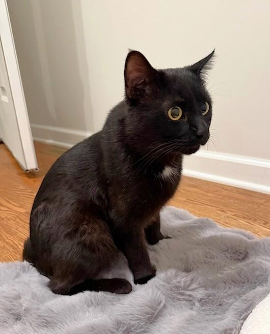 Enlarge Cheeks, a ADOPTABLE Domestic Short Hair in New Albany, OH image 3/5