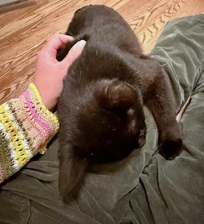 Enlarge Cheeks, a ADOPTABLE Domestic Short Hair in New Albany, OH image 4/5