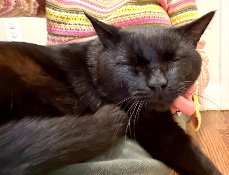 Enlarge Cheeks, a ADOPTABLE Domestic Short Hair in New Albany, OH image 2/5