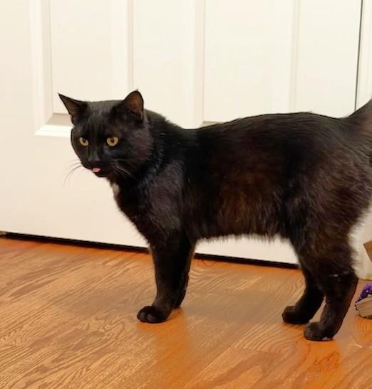 Enlarge Cheeks, a ADOPTABLE Domestic Short Hair in New Albany, OH image 5/5