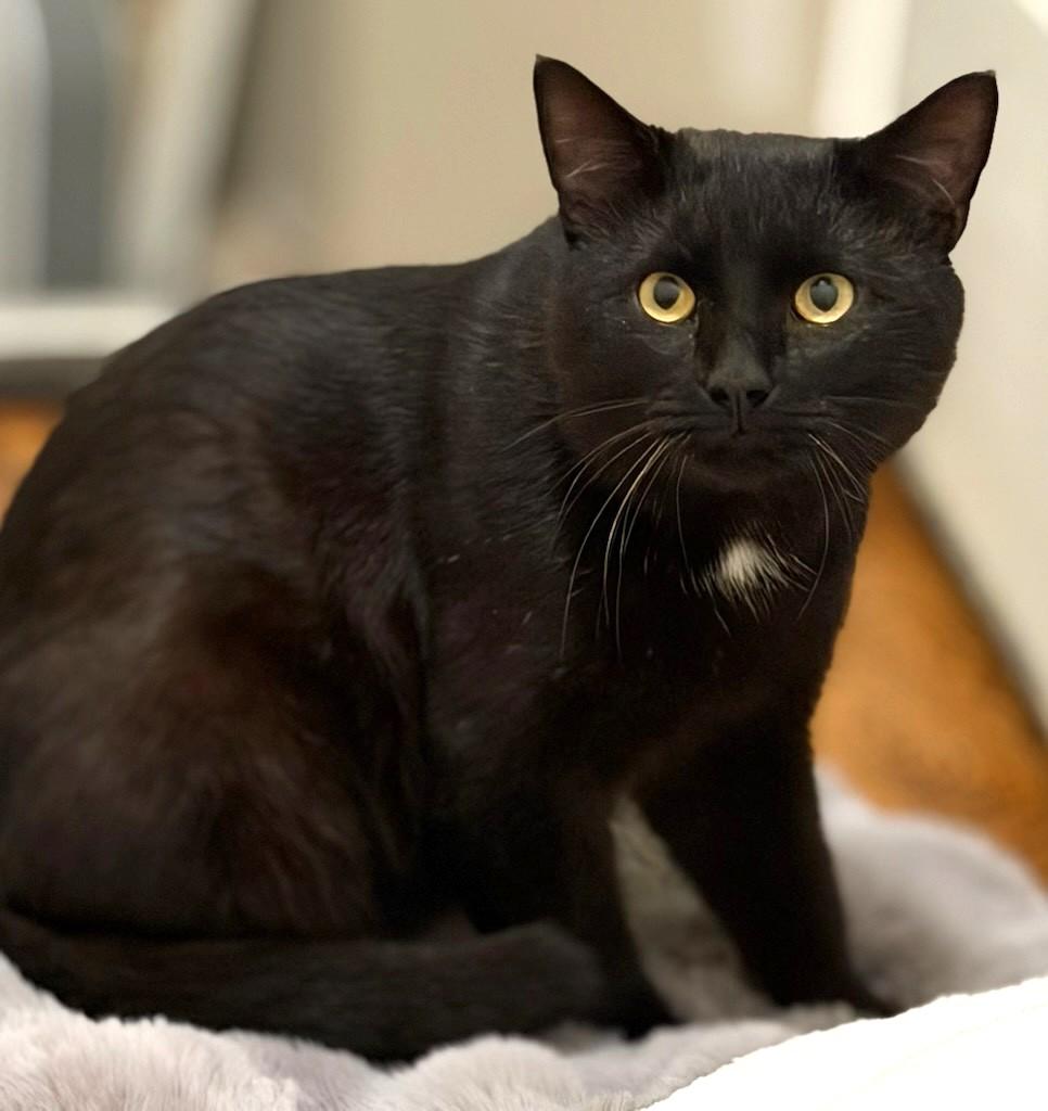 Cheeks, ADOPTABLE, Young Male Domestic Short Hair.