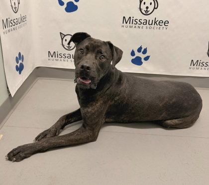 Beau (7189), Adoptable, Adult Male Mastiff & Pit Bull Terrier.