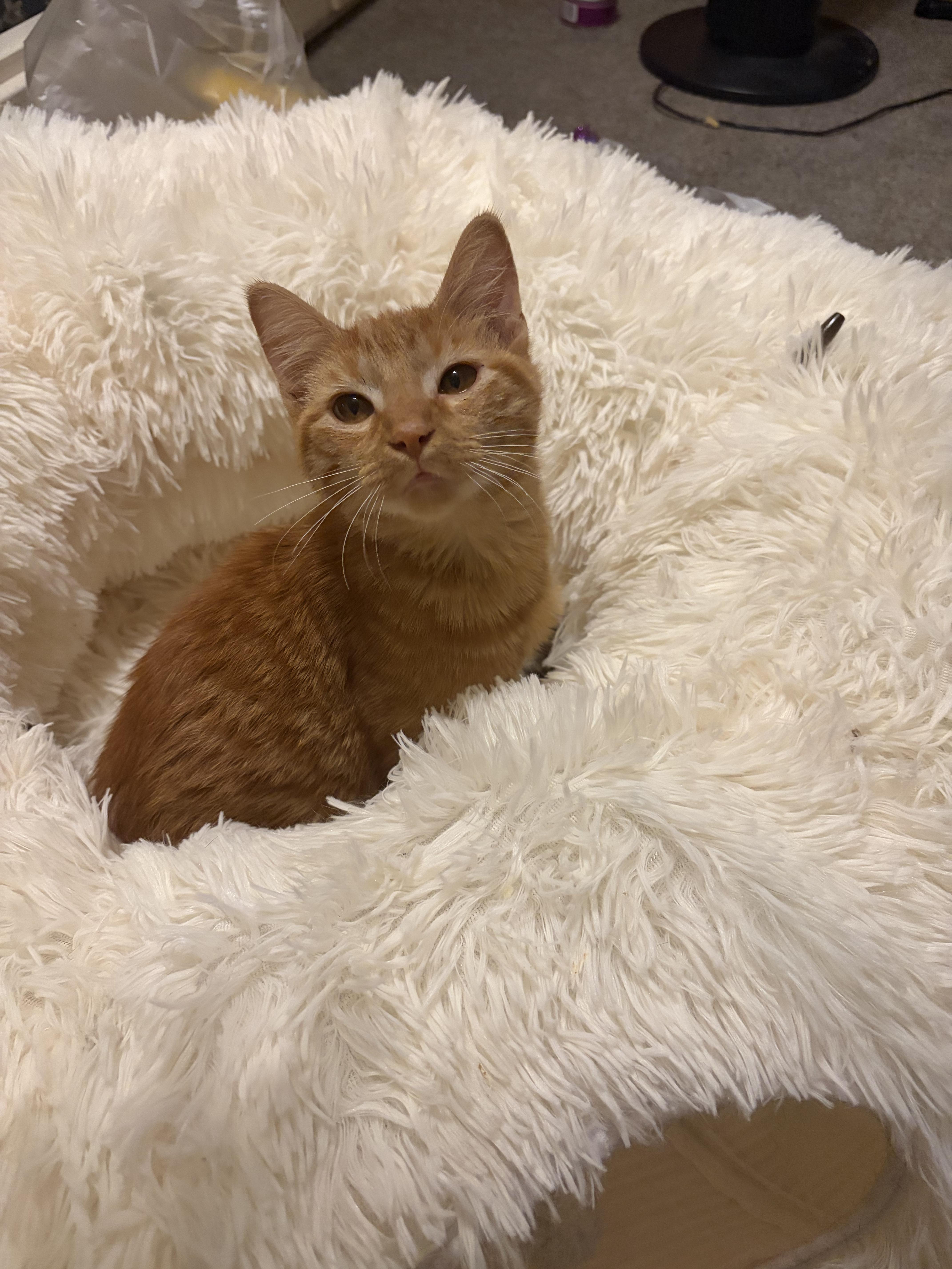Enlarge Toby, a ADOPTABLE Domestic Short Hair in Bloomingdale, IL image 2/6
