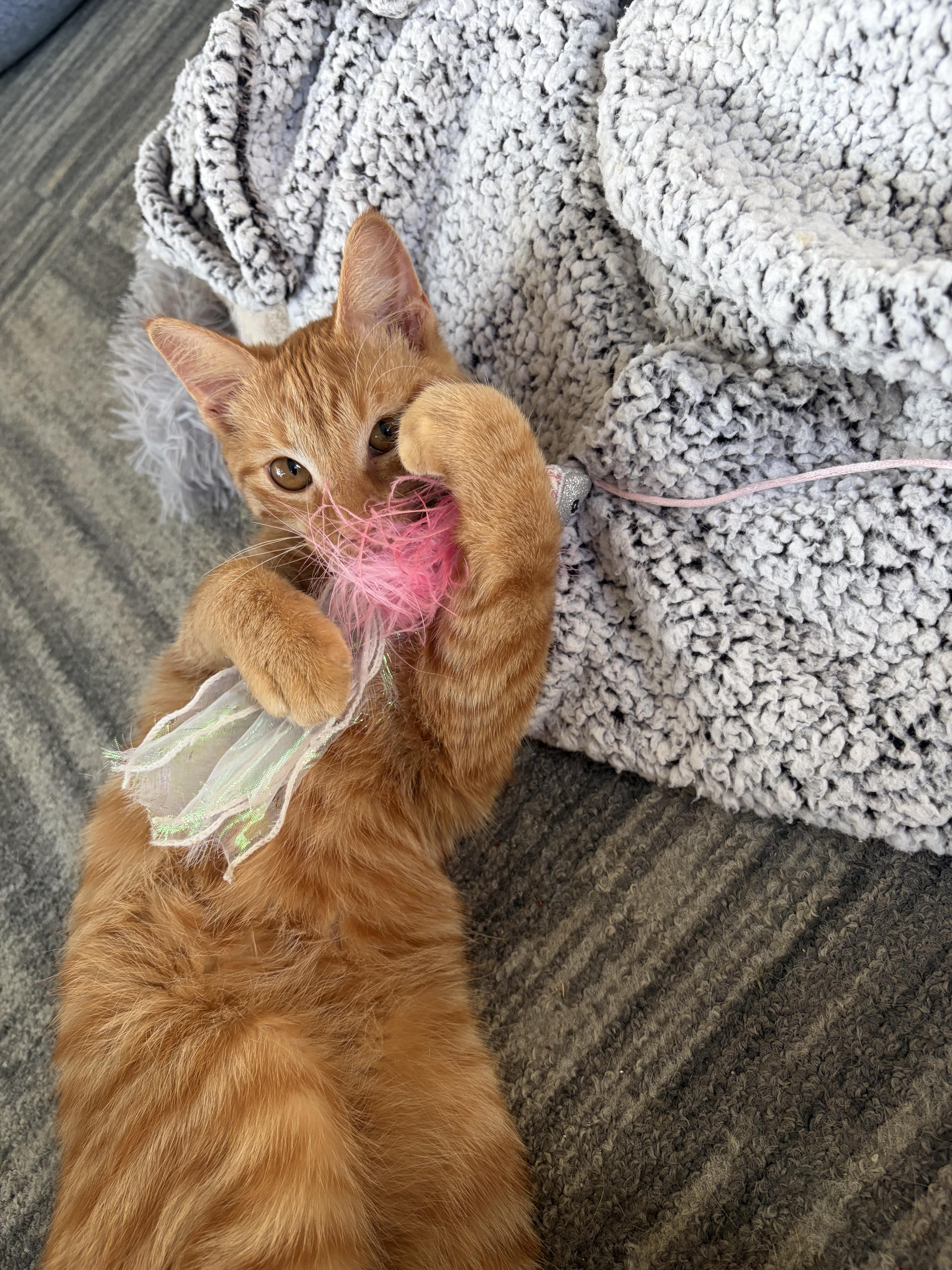 Toby, ADOPTABLE, Kitten Male Domestic Short Hair.