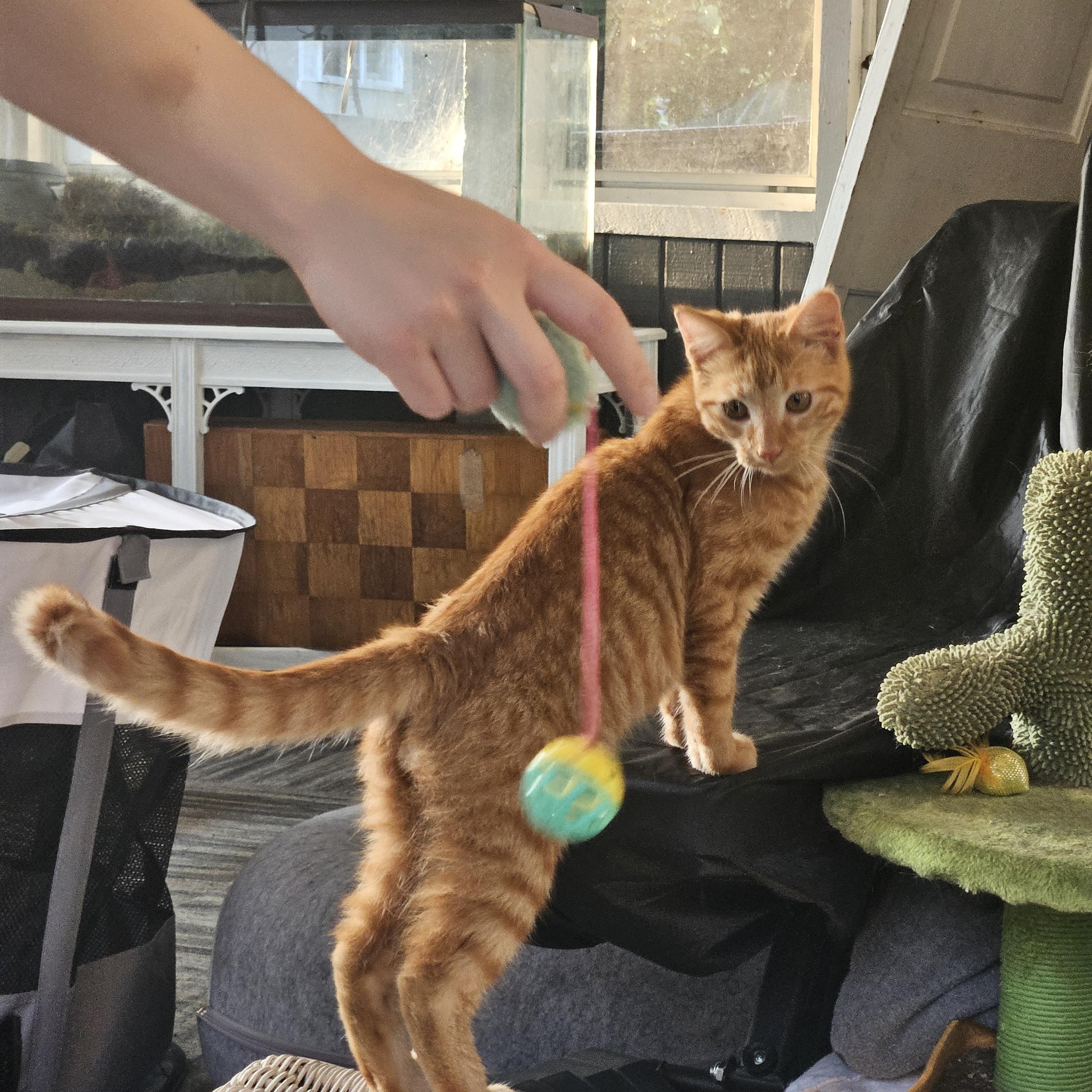 Enlarge Toby, a ADOPTABLE Domestic Short Hair in Bloomingdale, IL image 5/6