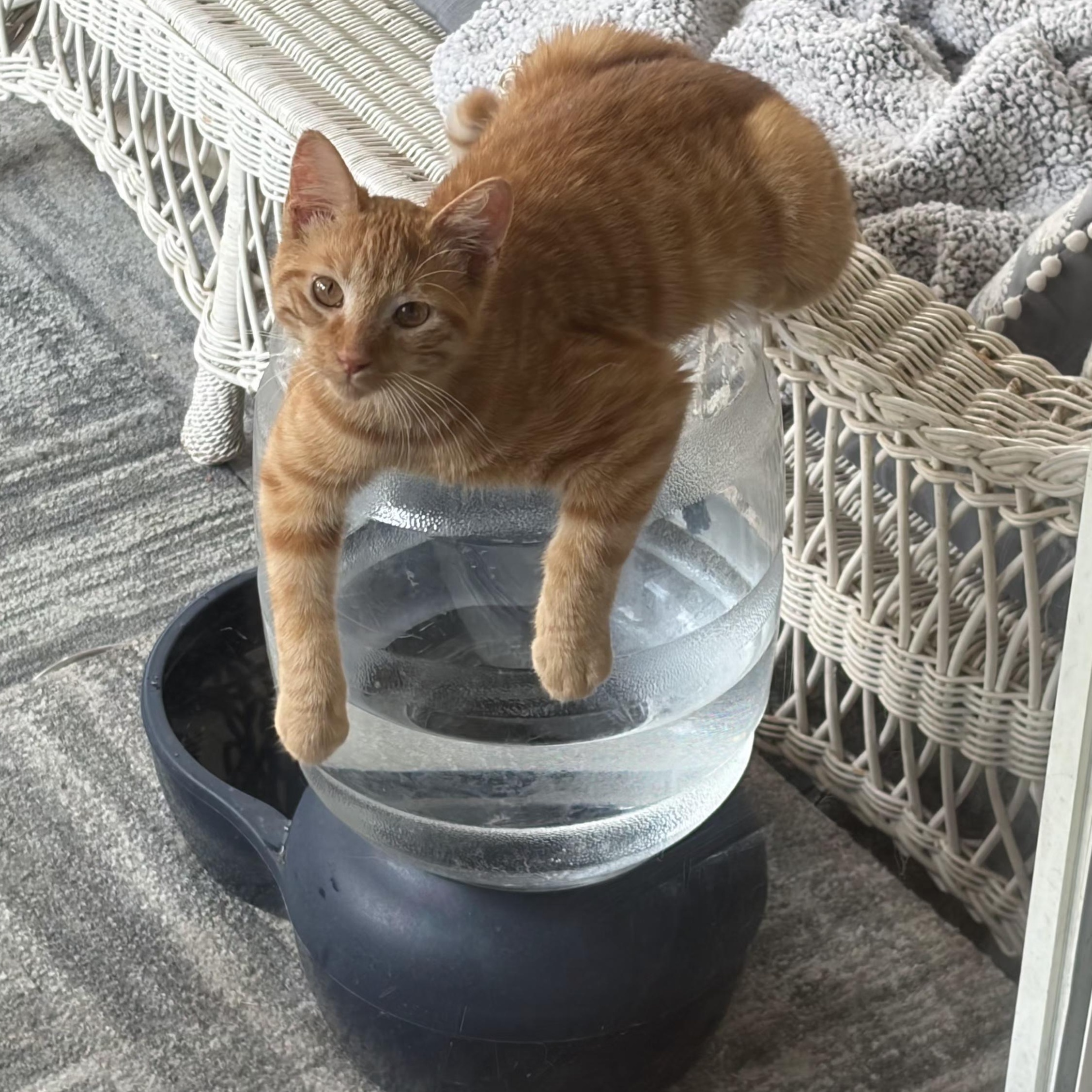 Enlarge Toby, a ADOPTABLE Domestic Short Hair in Bloomingdale, IL image 3/6