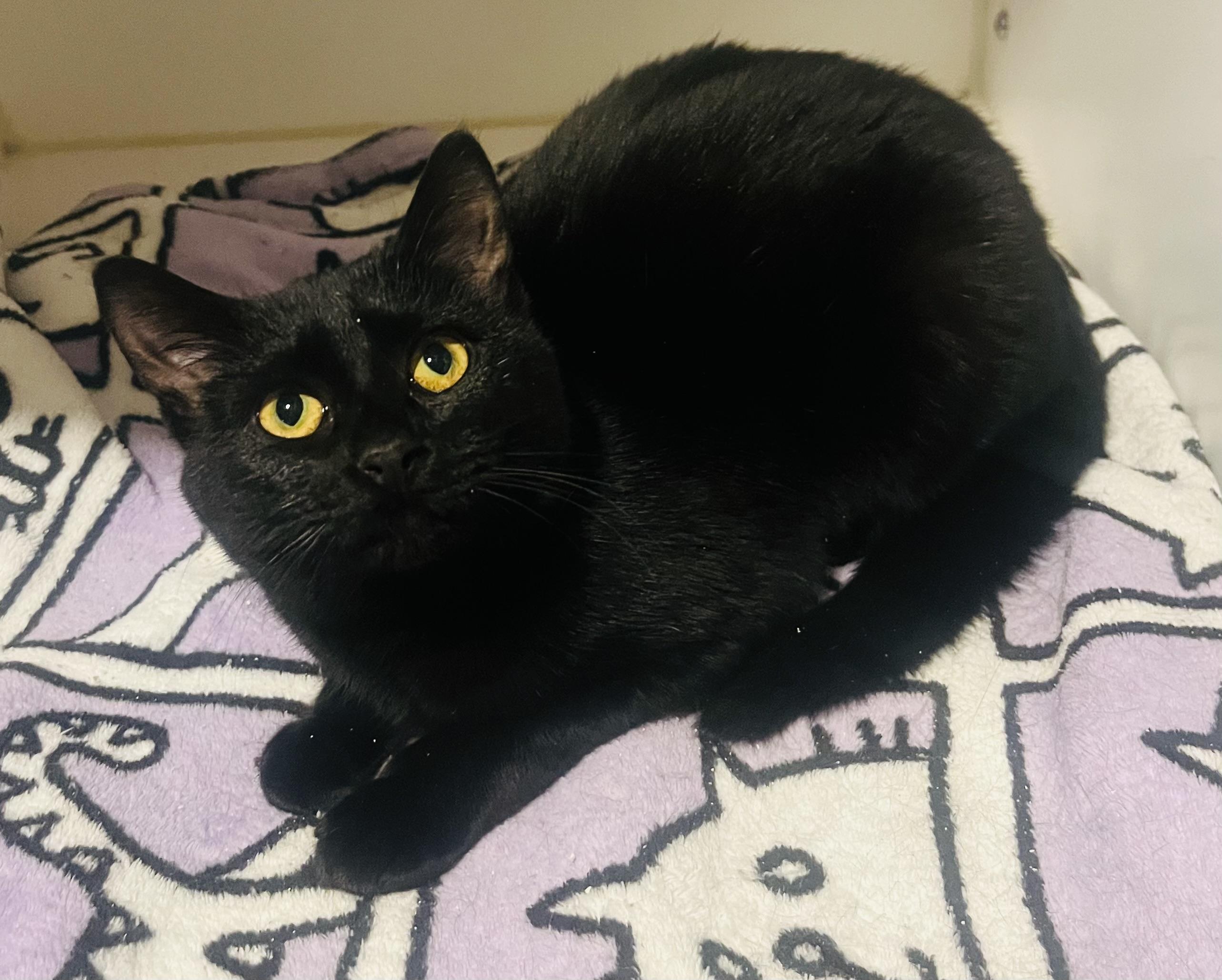 Enlarge Weena, a ADOPTABLE Domestic Short Hair in St. Clair, MI image 1/1