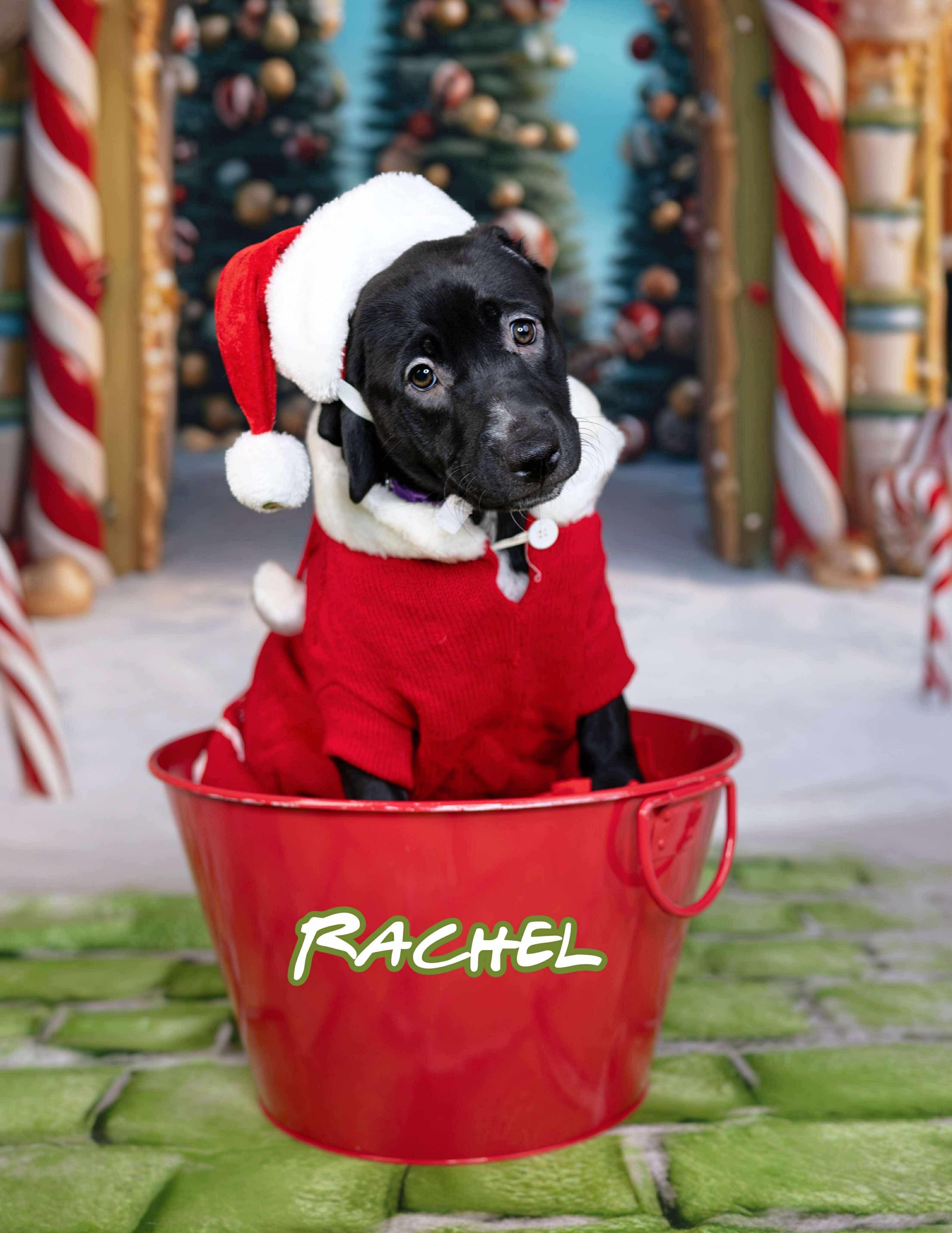 Enlarge Rachel, a ADOPTABLE mixed breed in Las Vegas, NV image 1/2