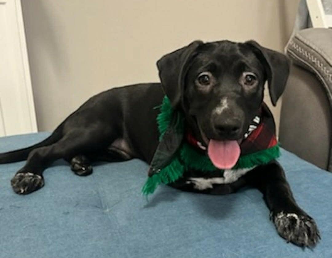 Enlarge Rachel, a ADOPTABLE mixed breed in Las Vegas, NV image 2/2