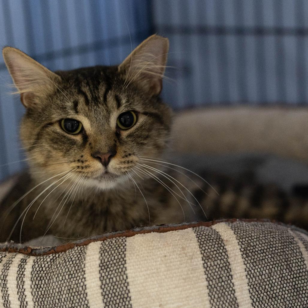 26-106 Armadillo, a Adoptable Domestic Medium Hair in North Branford, CT image 1/6