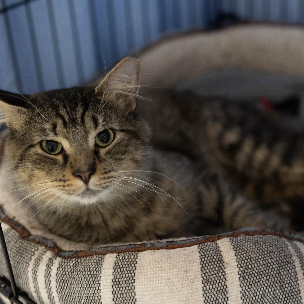 26-106 Armadillo, a Adoptable Domestic Medium Hair in North Branford, CT image 2/6