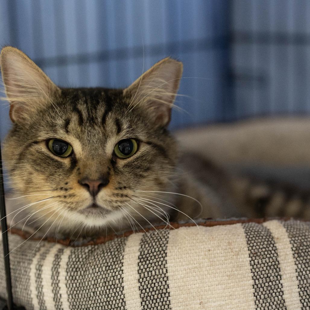 26-106 Armadillo, a Adoptable Domestic Medium Hair in North Branford, CT image 3/6