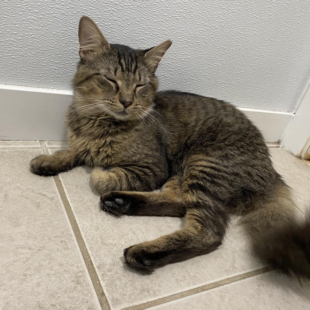 26-106 Armadillo, a Adoptable Domestic Medium Hair in North Branford, CT image 4/6