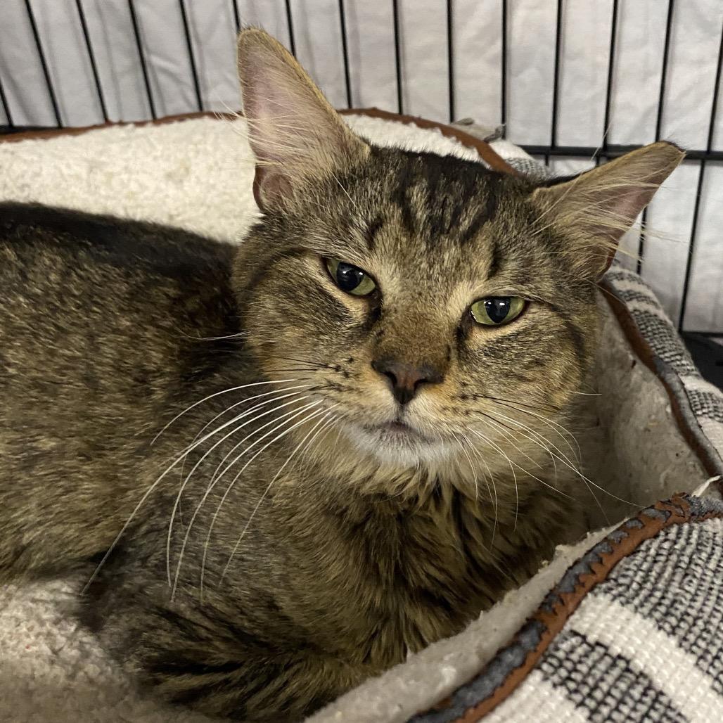 26-106 Armadillo, a Adoptable Domestic Medium Hair in North Branford, CT image 5/6