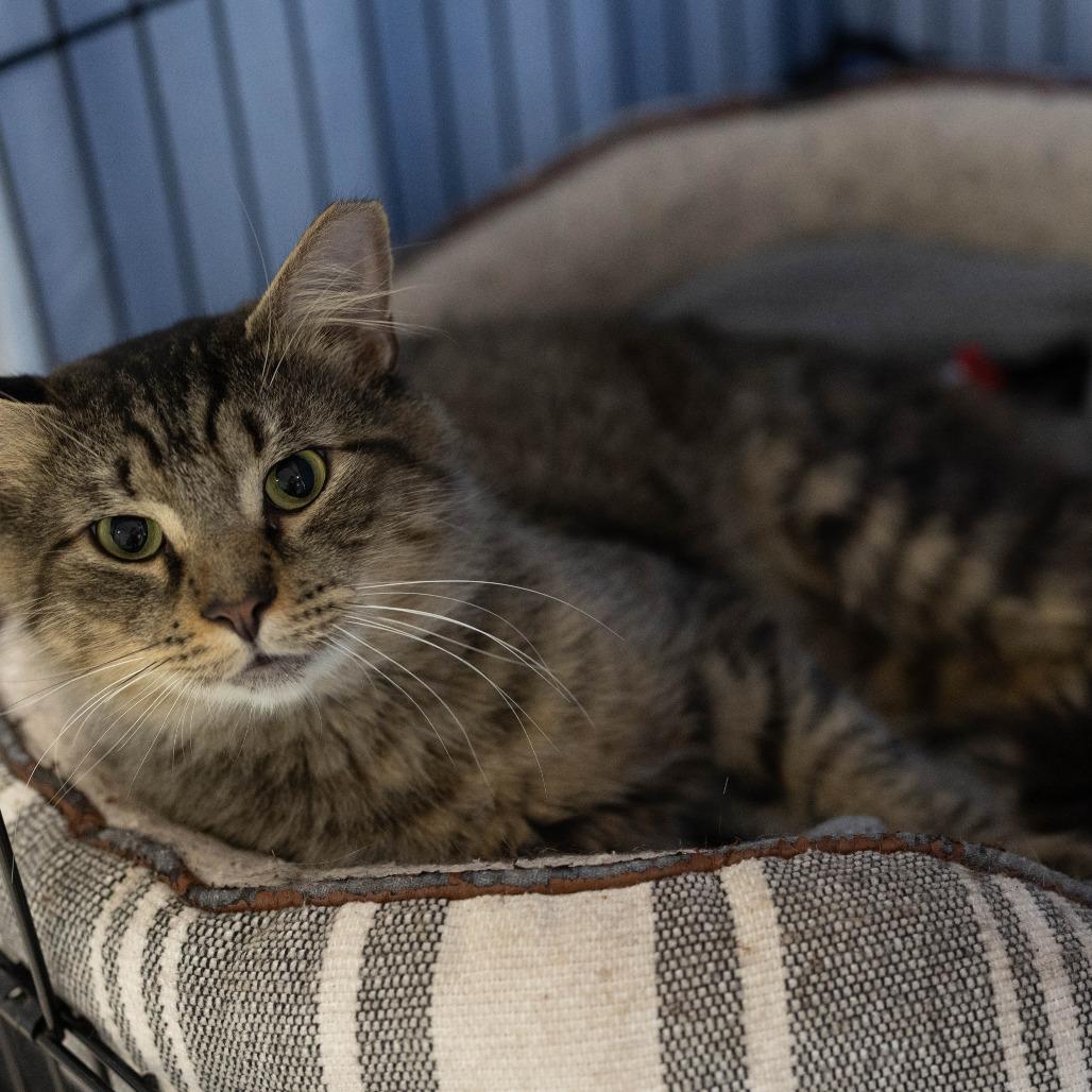 26-106 Armadillo, a Adoptable Domestic Medium Hair in North Branford, CT image 6/6