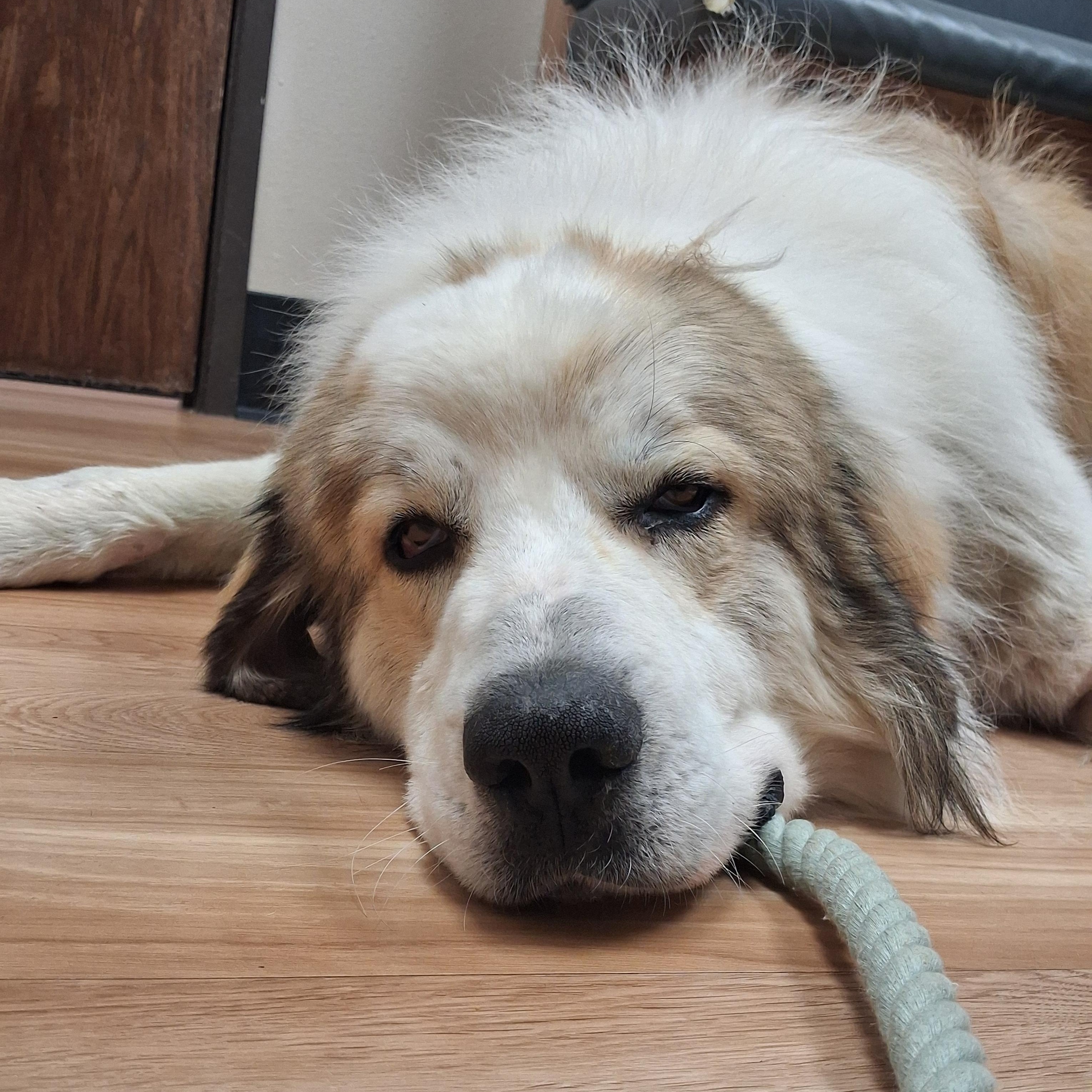 Hiccup, Adoptable, Young Male Great Pyrenees & Newfoundland Dog.