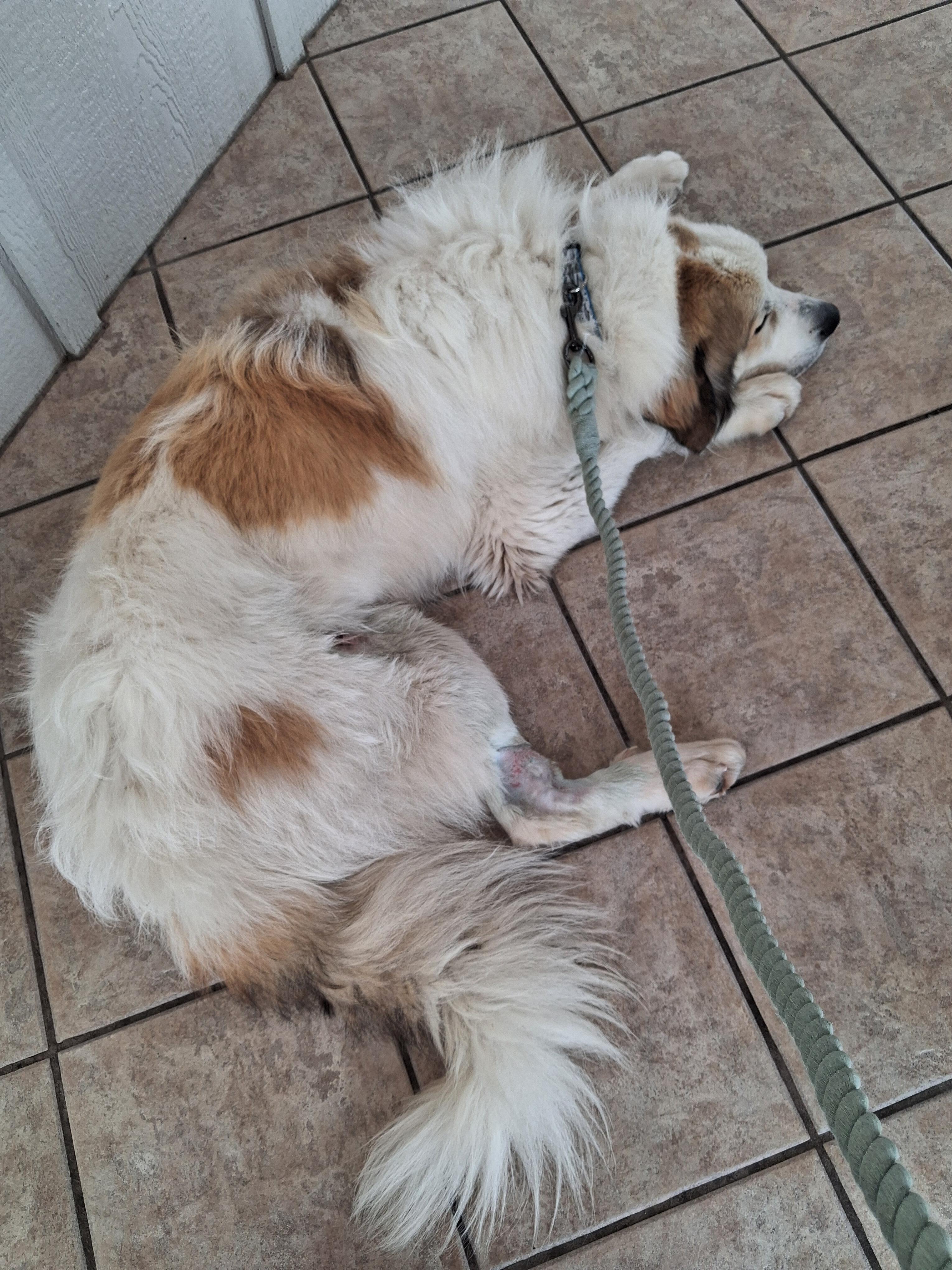 Enlarge Hiccup, a Adoptable mixed breed in Mauston, WI image 2/4