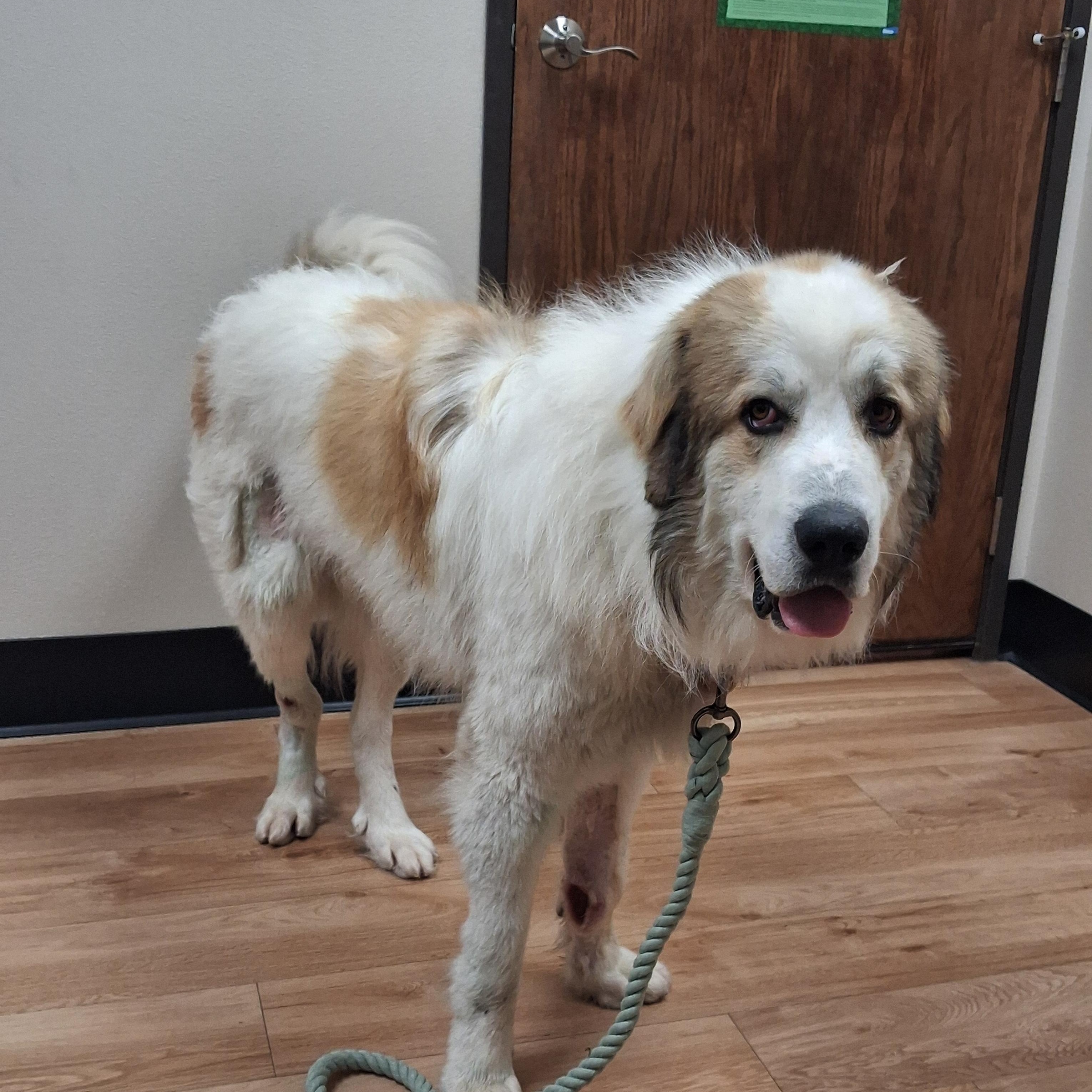 Enlarge Hiccup, a Adoptable mixed breed in Mauston, WI image 4/4