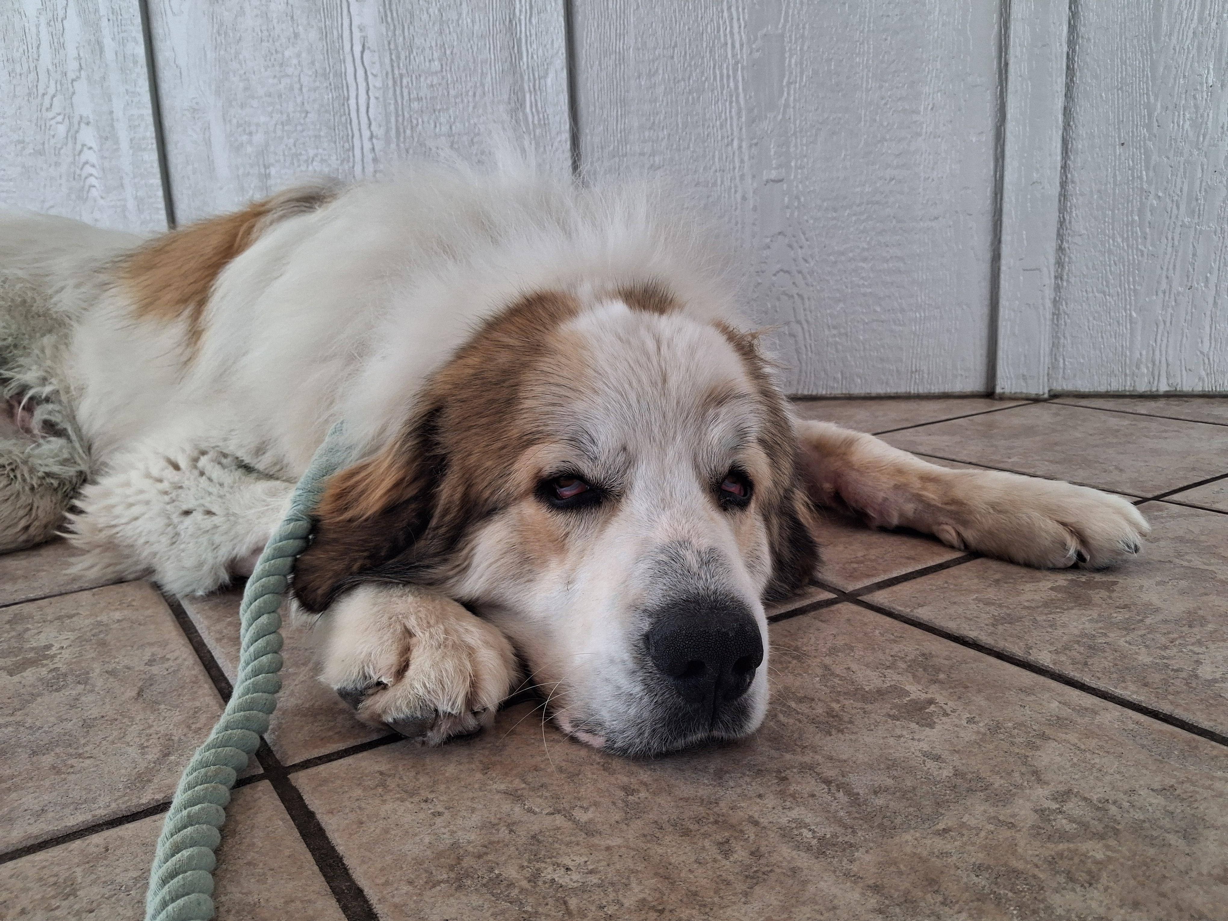 Enlarge Hiccup, a Adoptable mixed breed in Mauston, WI image 3/4