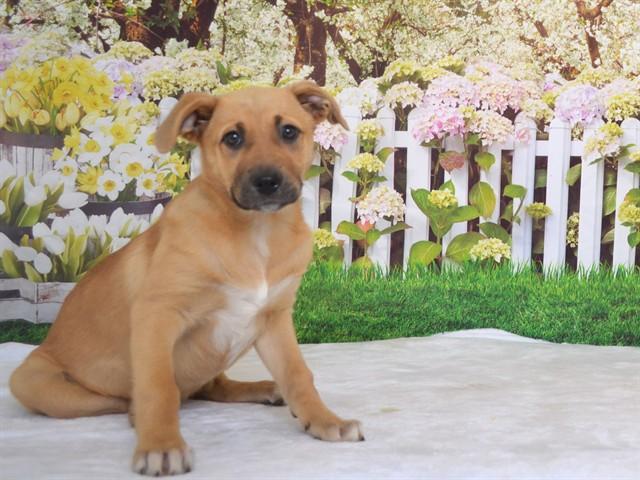 Enlarge LETTI, a Adoptable mixed breed in Oroville, CA image 1/1