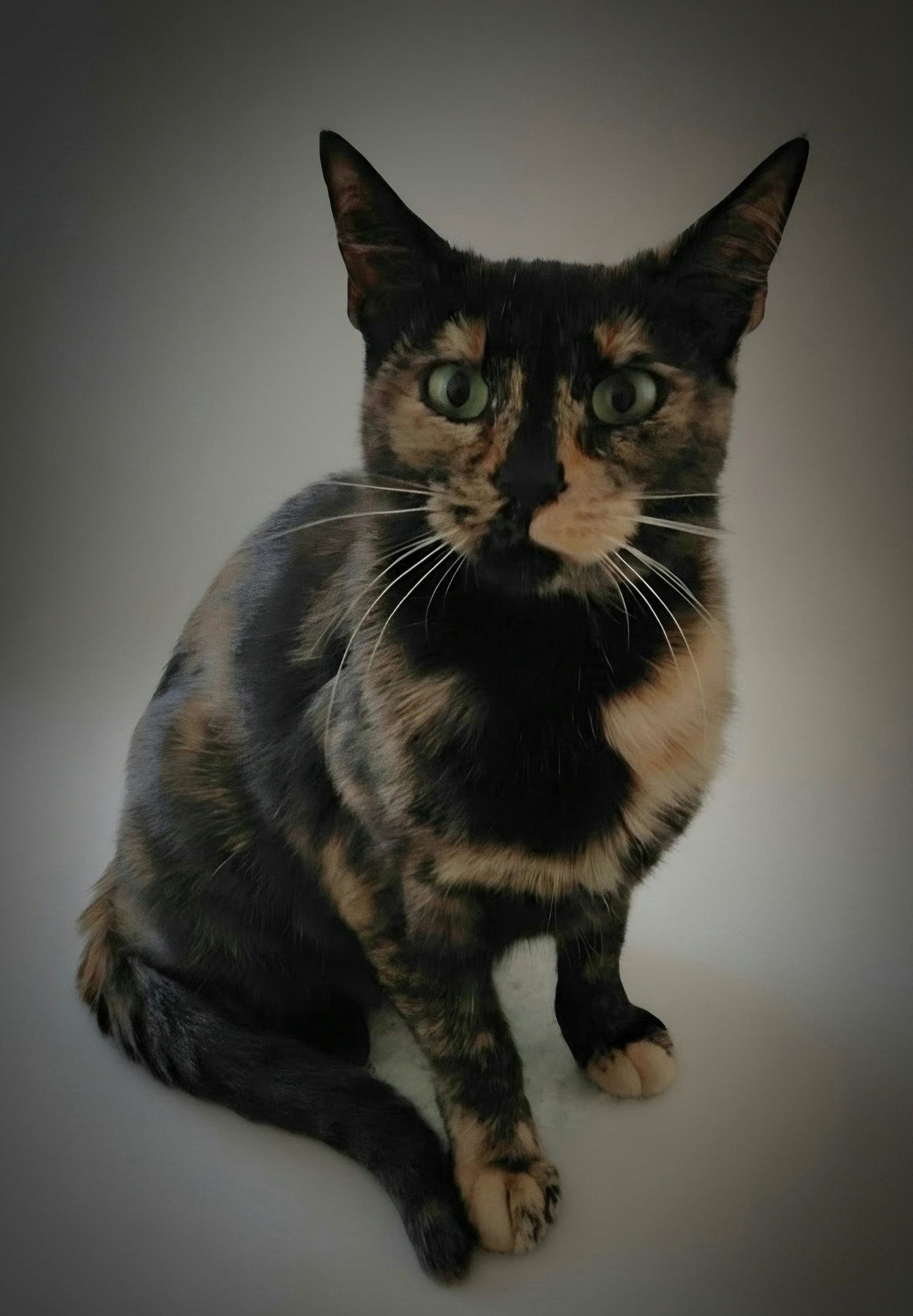 Enlarge Penny @ The Cat's Brew, a Adoptable Domestic Short Hair in Montello, WI image 2/3