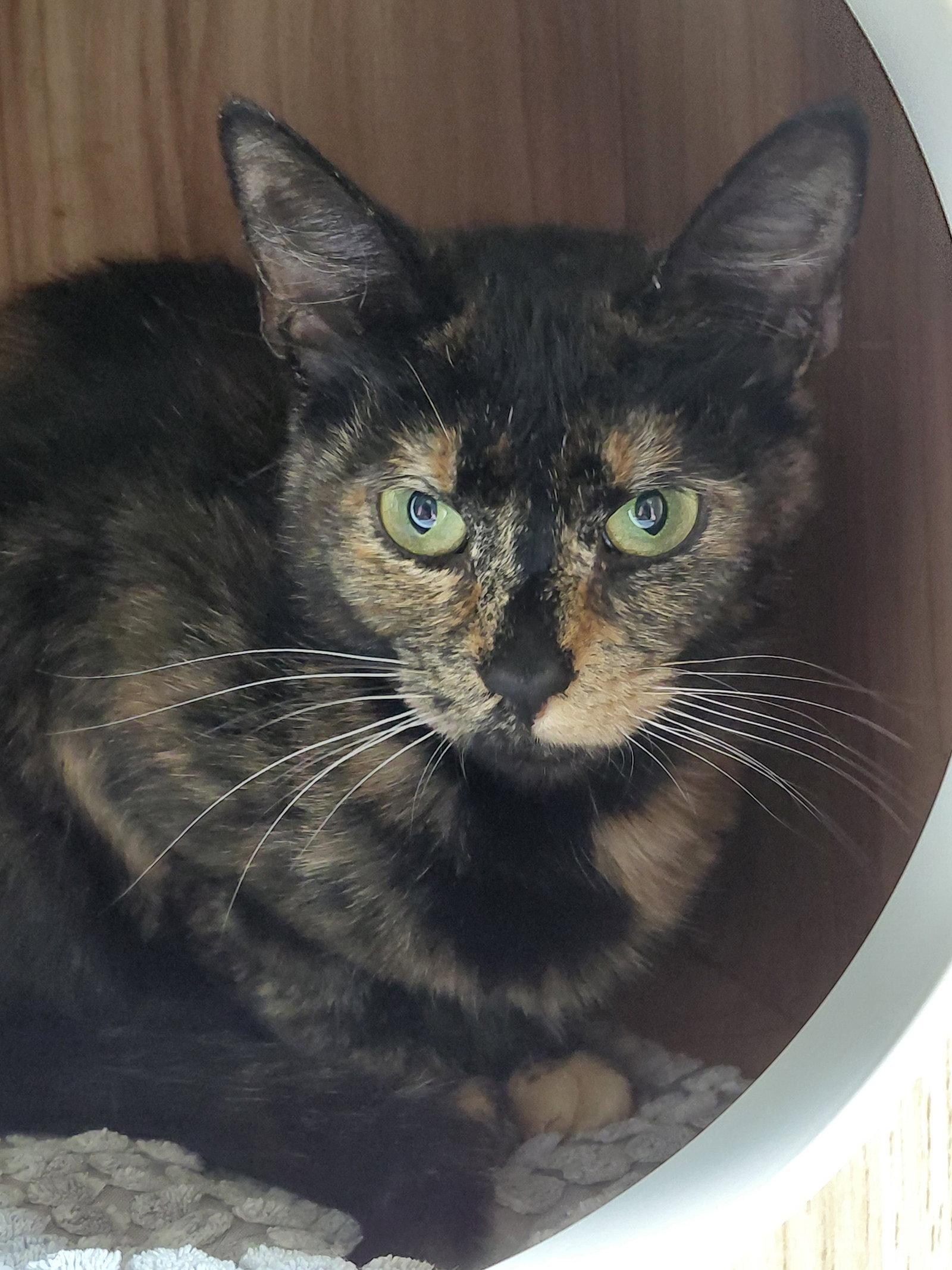 Penny @ The Cat's Brew, Adoptable, Adult Female Domestic Short Hair.