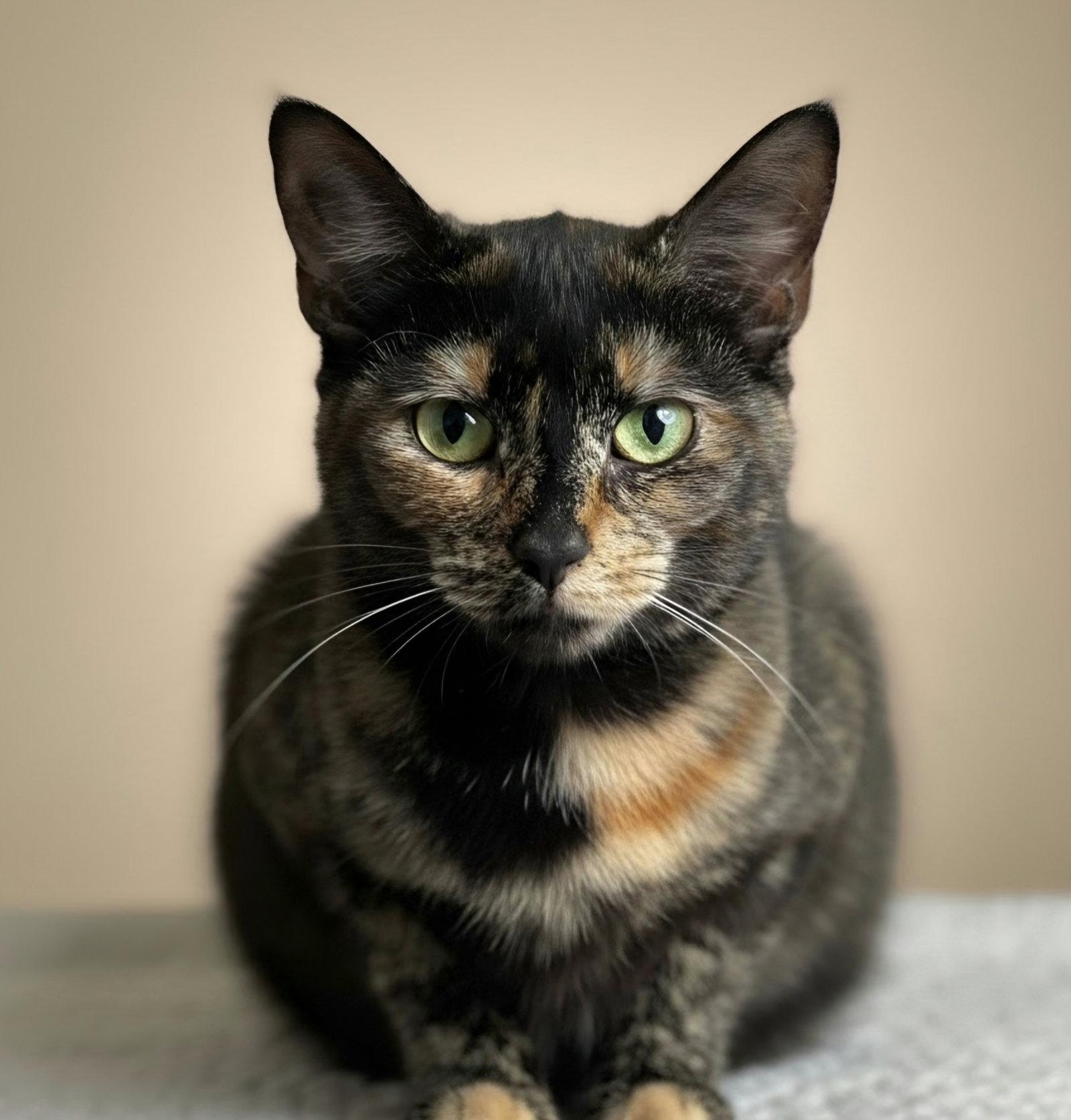 Enlarge Penny @ The Cat's Brew, a Adoptable Domestic Short Hair in Montello, WI image 3/3