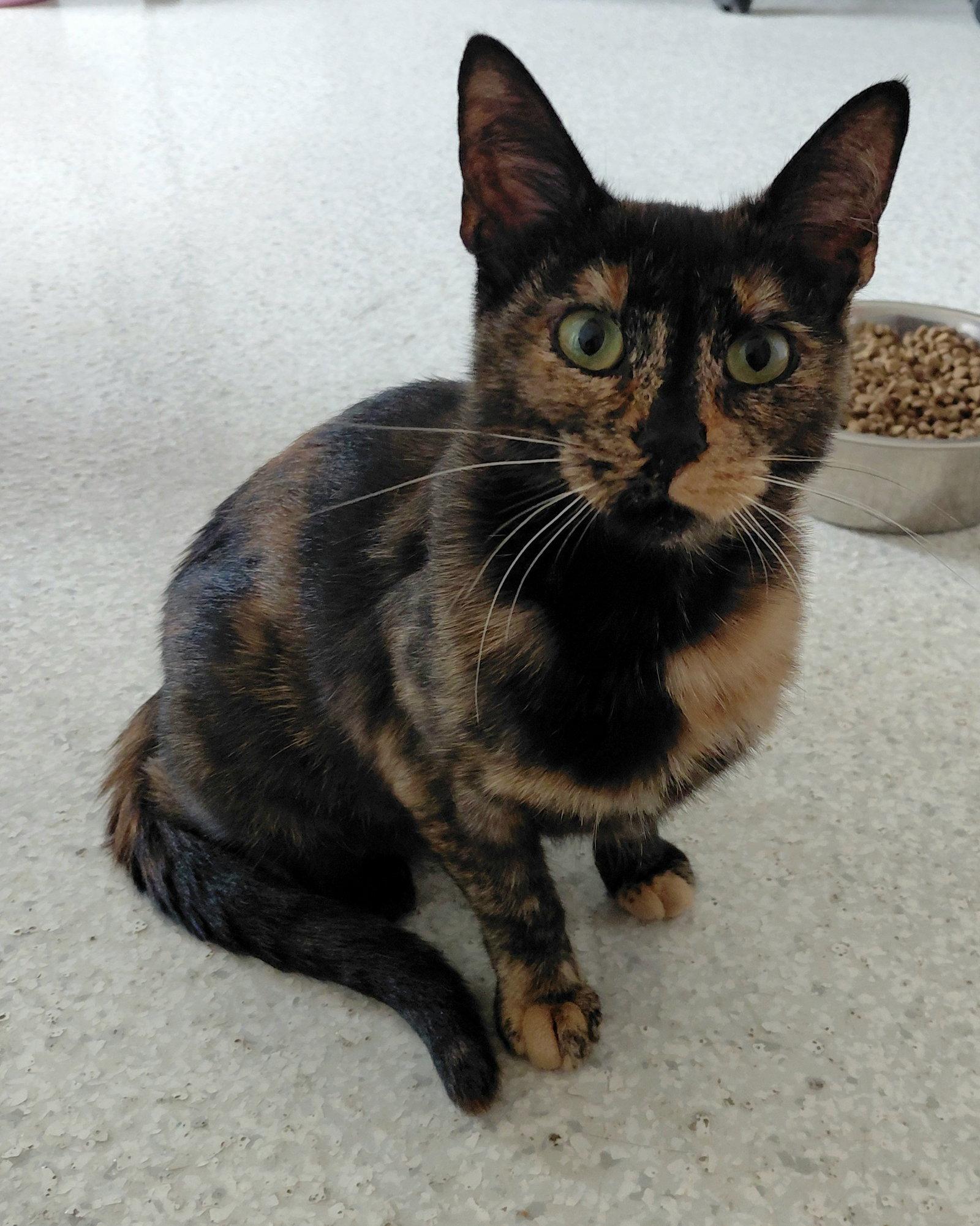 Enlarge Penny @ The Cat's Brew, a Adoptable Domestic Short Hair in Montello, WI image 2/3