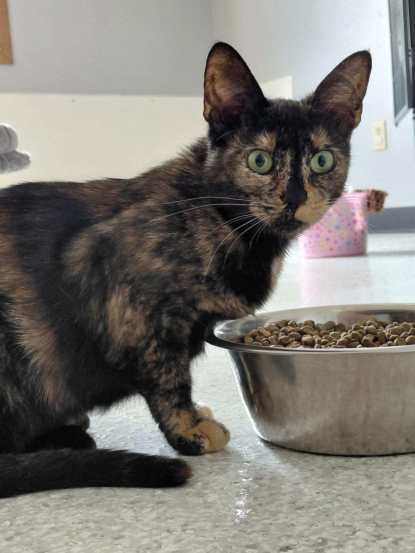 Enlarge Penny @ The Cat's Brew, a Adoptable Domestic Short Hair in Montello, WI image 3/3
