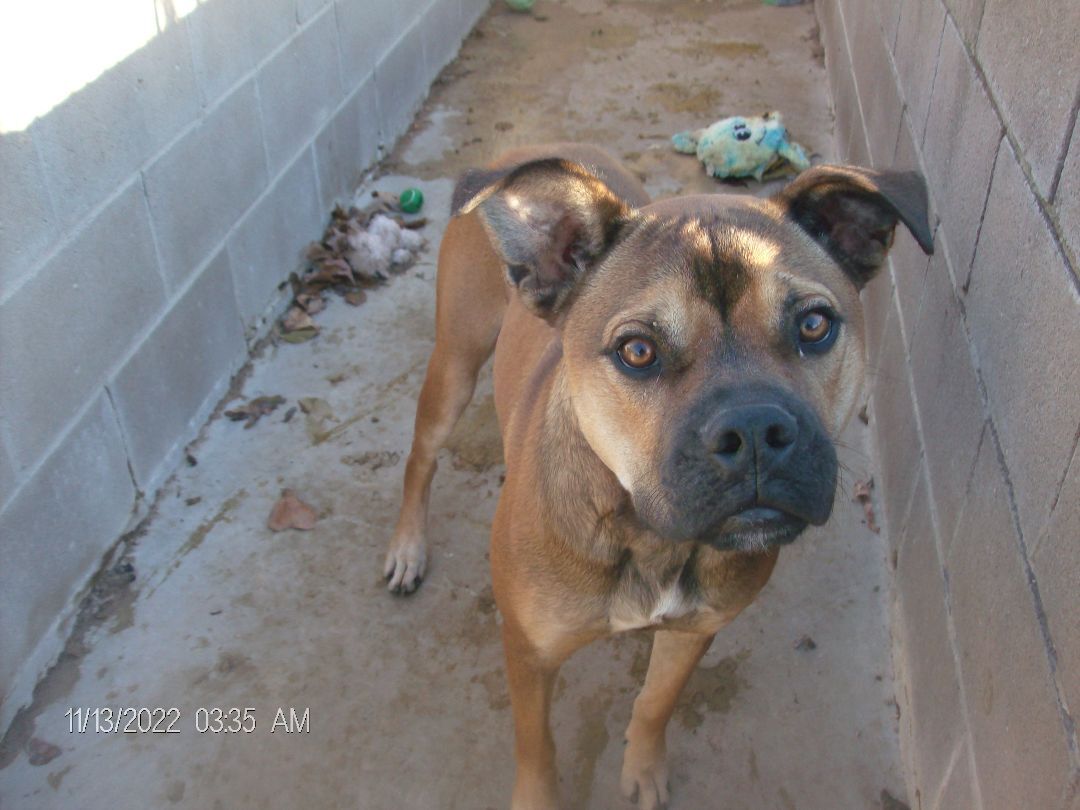 RANDY RUDOLPH, a Adoptable Boxer in Kellyville, OK image 1/12