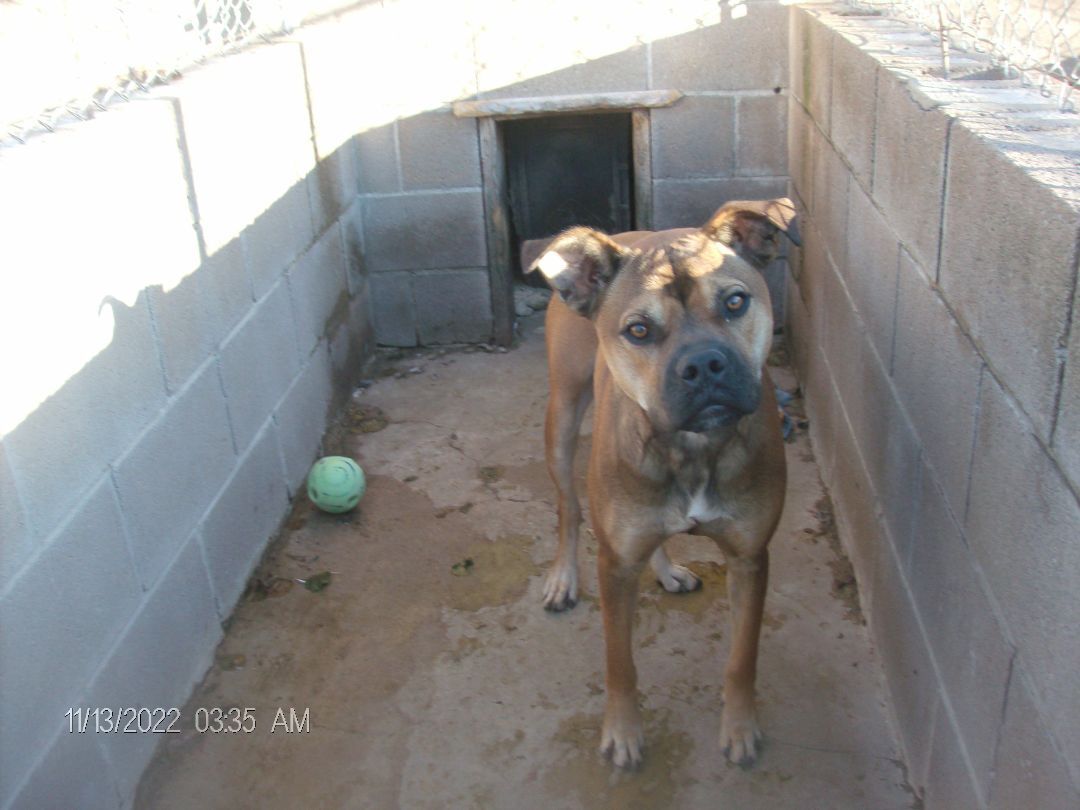 RANDY RUDOLPH, a Adoptable Boxer in Kellyville, OK image 2/12