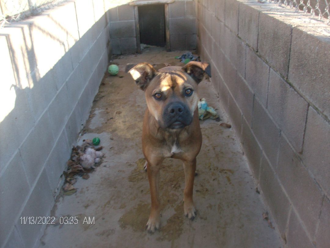 RANDY RUDOLPH, a Adoptable Boxer in Kellyville, OK image 3/12