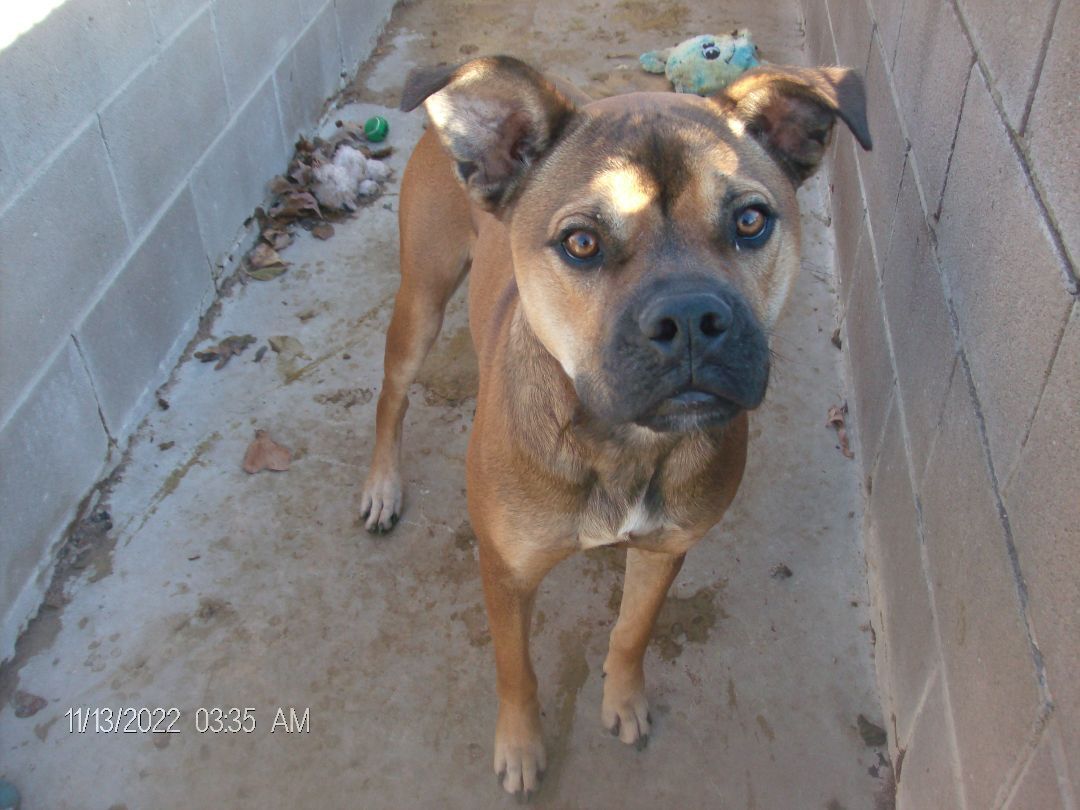 RANDY RUDOLPH, a Adoptable Boxer in Kellyville, OK image 4/12