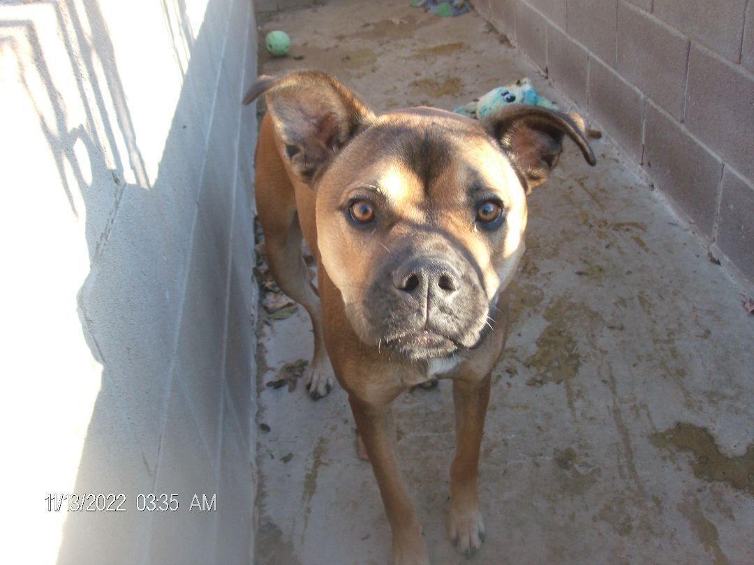 RANDY RUDOLPH, a Adoptable Boxer in Kellyville, OK image 5/12