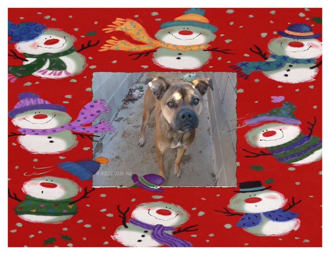 RANDY RUDOLPH, a Adoptable Boxer in Kellyville, OK image 6/12